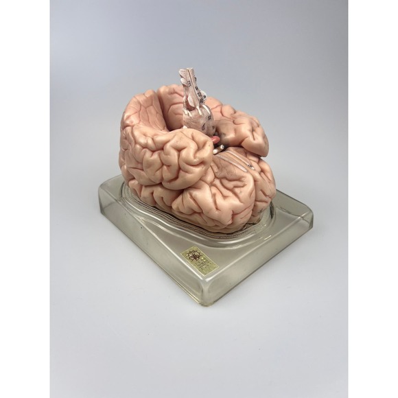 Vintage Somso Germany Anatomical Teaching Model | Human Brain | 6 Parts | Oddity - Picture 1 of 9
